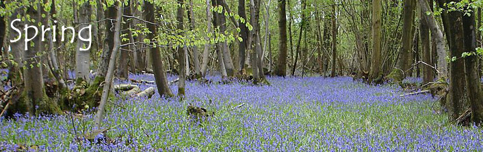 Lady Oak Wood - winter