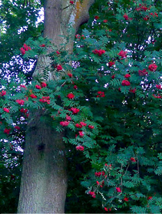 Lady Oak Wood