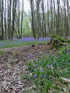 Lady Oak Wood